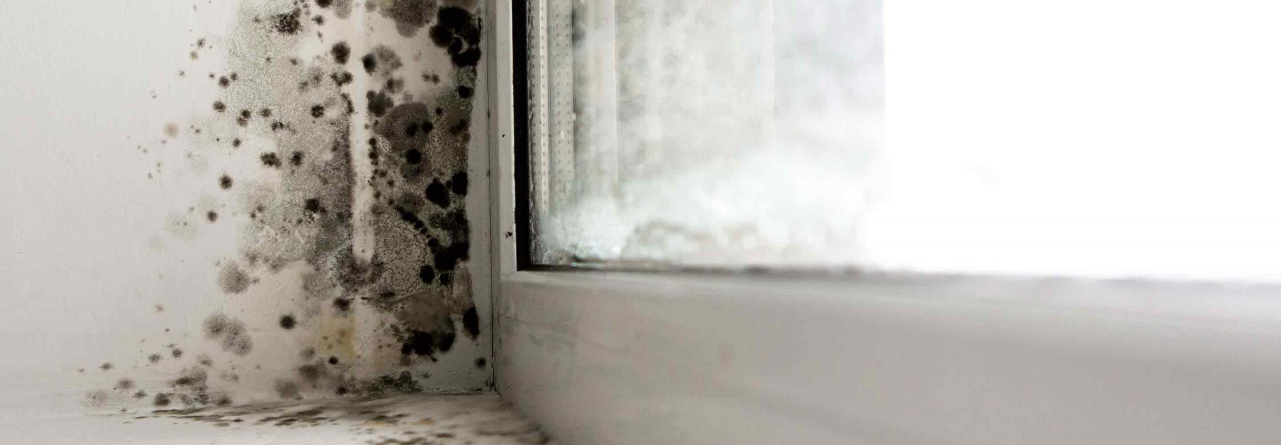 What You Need To Know About Mold